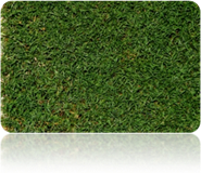 Natural Bermuda Grass Tifdwarf