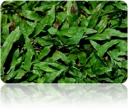 Natural Cow Grass or Carpet Grass