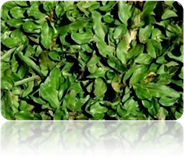 Natural Pearl Grass / Rumput Mutiara