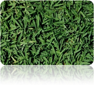 natural Zoysia Japonica