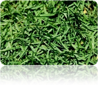 natural Zoysia Matrella